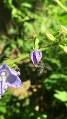 Megachile campanulae