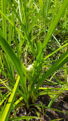 Sparganium eurycarpum