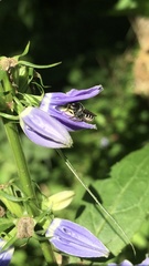 Megachile campanulae