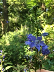 Megachile campanulae