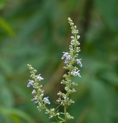 Vitex negundo