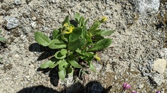Senecio elmeri