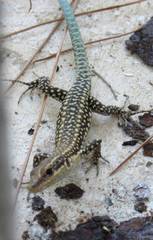 Anatololacerta pelasgiana