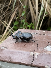 Trichogomphus mongol