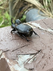 Trichogomphus mongol