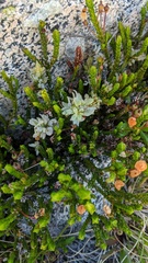 Exobasidium cassiopes