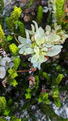 Exobasidium cassiopes