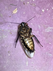 Blaberinae