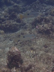 Lutjanus ehrenbergii