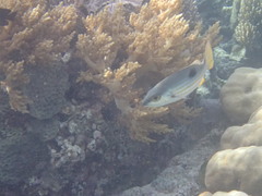 Lutjanus ehrenbergii