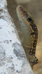 Anatololacerta pelasgiana