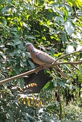 Streptopelia chinensis