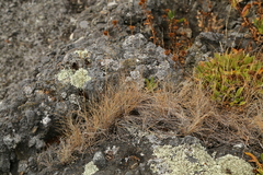 Festuca roemeri