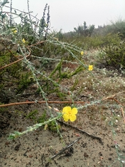 Eulobus crassifolius