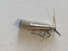Agriphila selasella