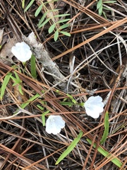 Stylisma patens angustifolia