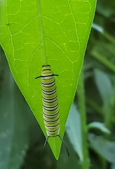 Danaus plexippus