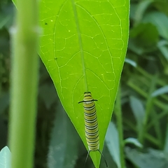 Danaus plexippus