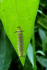 Danaus plexippus