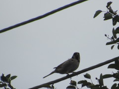 Passer montanus