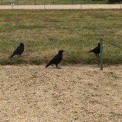 Corvus corone