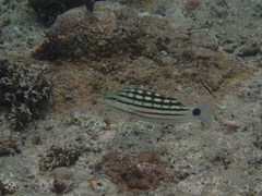 Lutjanus decussatus