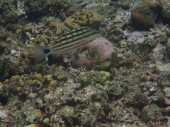 Lutjanus decussatus