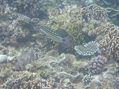 Lutjanus decussatus