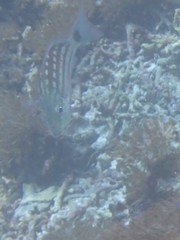 Lutjanus decussatus