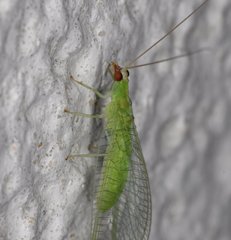 Chrysopodes collaris