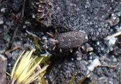 Scopodes