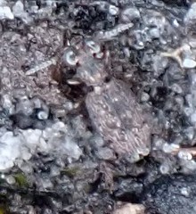 Scopodes
