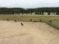 Corvus corone