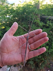 Bactrododema haworthii