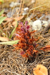 Aphyllon californicum californicum
