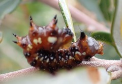 Psalidostetha banksiae