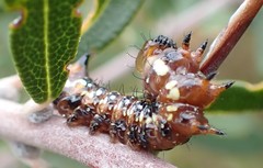 Psalidostetha banksiae