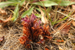 Aphyllon californicum californicum
