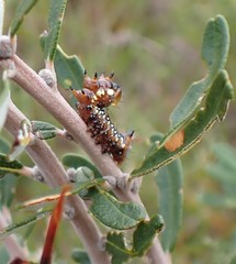 Psalidostetha banksiae