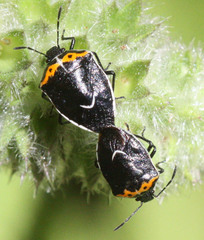 Cosmopepla conspicillaris