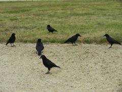 Corvus corone