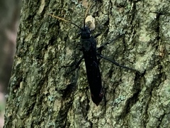 Urocerus cressoni