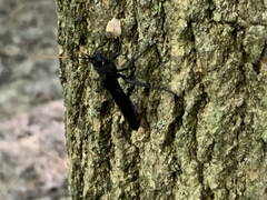 Urocerus cressoni