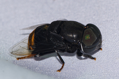 Phytomia chrysopyga