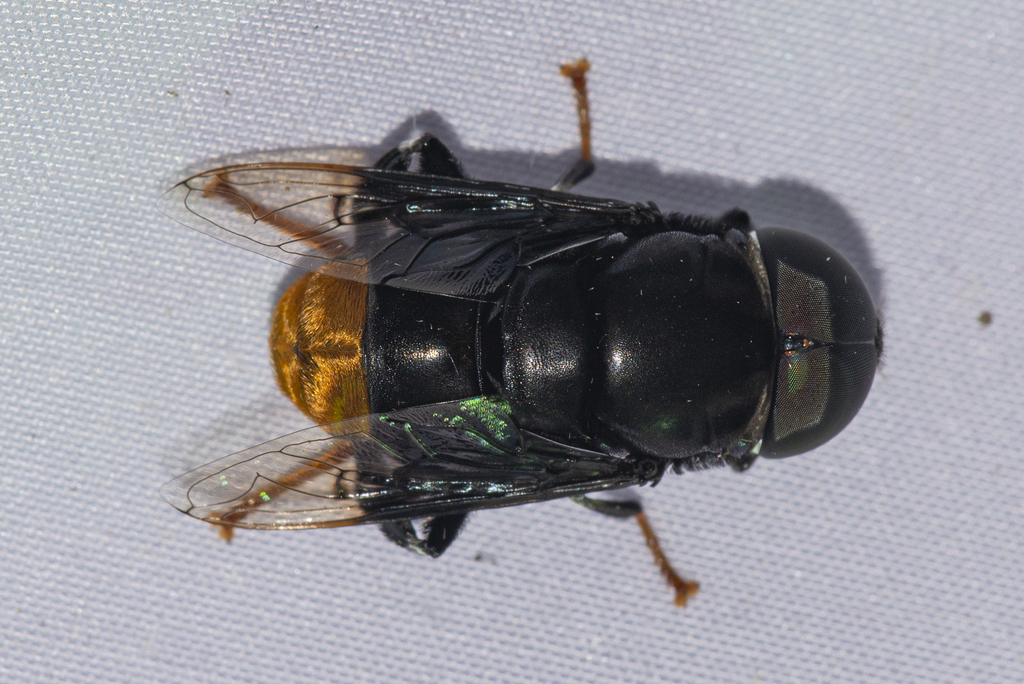 Phytomia chrysopyga