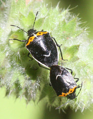 Cosmopepla conspicillaris