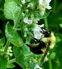 Bombus bimaculatus