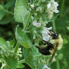 Bombus bimaculatus
