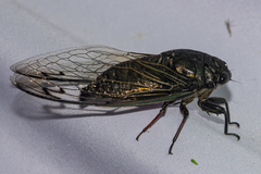 Cryptotympana corvus