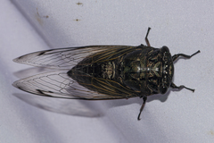 Cryptotympana corvus